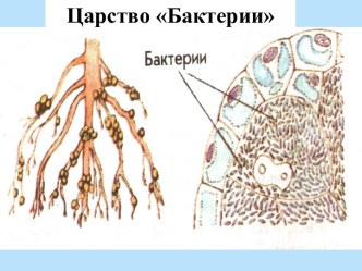 половое размножение растений и животных