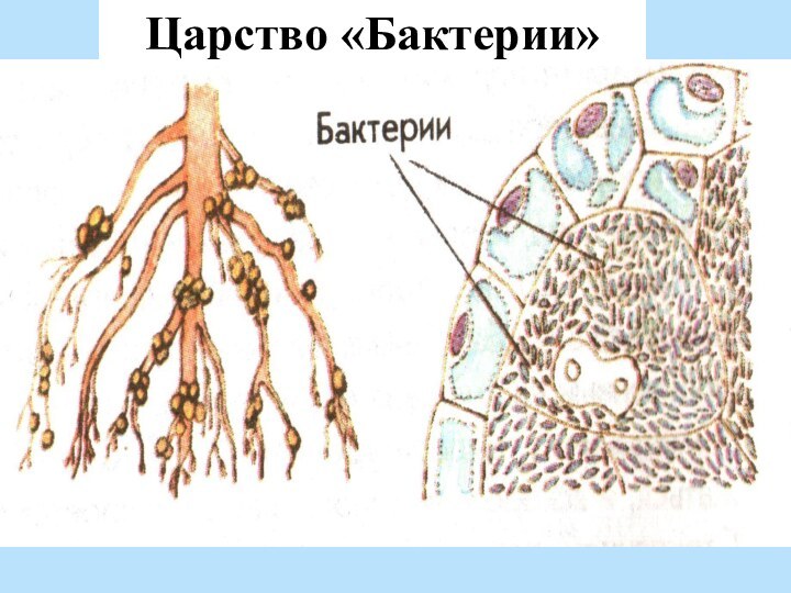 Царство «Бактерии»