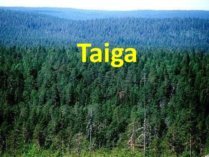 Taiga