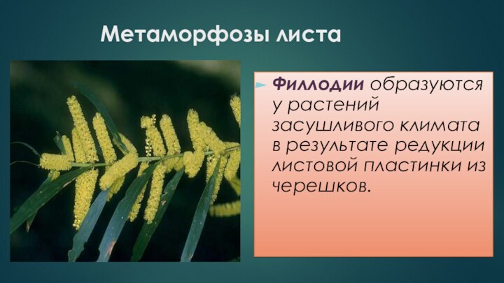 Метаморфозы листаФиллодии образуются у растений засушливого климата в результате редукции листовой пластинки из черешков.