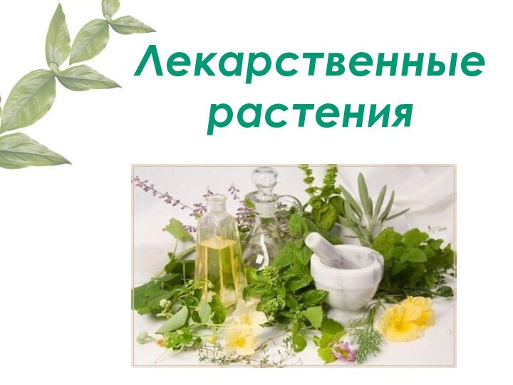 Лекарственные  растения