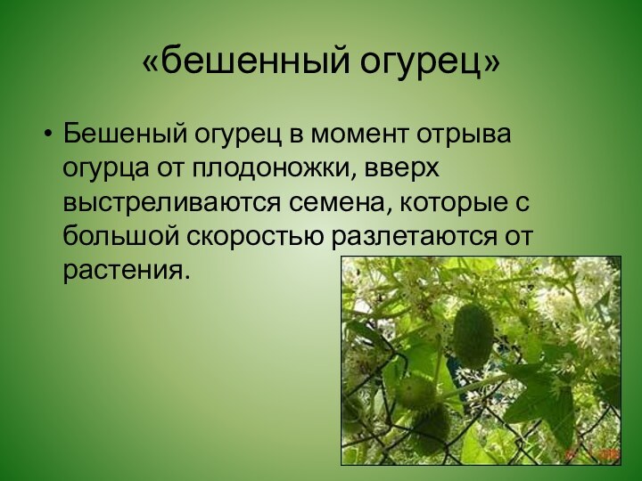 «бешенный огурец»Бешеный огурец в момент отрыва огурца от плодоножки, вверх выстреливаются семена,