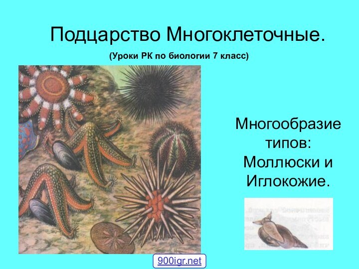 Подцарство Многоклеточные.Многообразие типов: Моллюски и Иглокожие. (Уроки РК по биологии 7 класс)