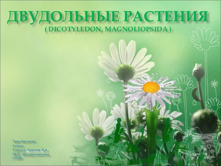 ДВУДОЛЬНЫЕ РАСТЕНИЯ  ( DICOTYLEDON, MAGNOLIOPSIDA ) Урок биологии6 классУчитель: Красняк К.АМОУ «Воскресеновская СОШ»