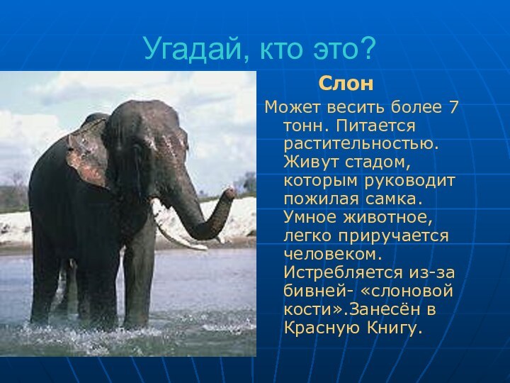 Угадай, кто это?Что за серая гора?Тонну листьев съел с утра.Стоя спать умеет