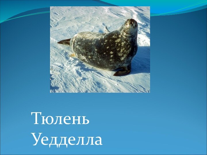 Тюлень Уедделла