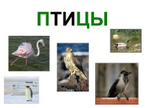 Птицы в России