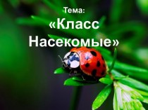 Класс Насекомые