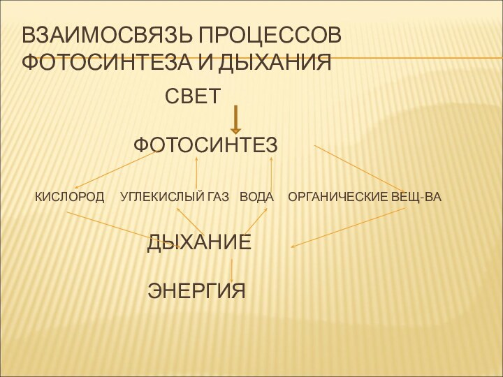 ВЗАИМОСВЯЗЬ ПРОЦЕССОВ ФОТОСИНТЕЗА И ДЫХАНИЯ