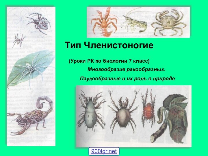 Тип Членистоногие  (Уроки РК по биологии 7 класс) Многообразие ракообразных. Паукообразные