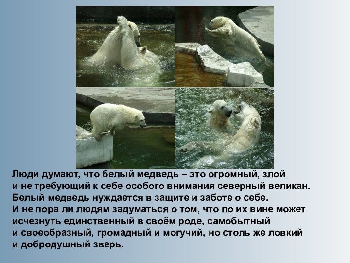 Люди думают, что белый медведь – это огромный, злой и не требующий