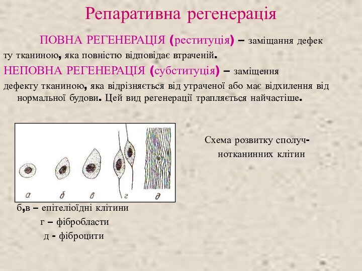 Репаративна регенерація ПОВНА РЕГЕНЕРАЦІЯ (реституція) – заміщання дефекту тканиною, яка повністю відповідає