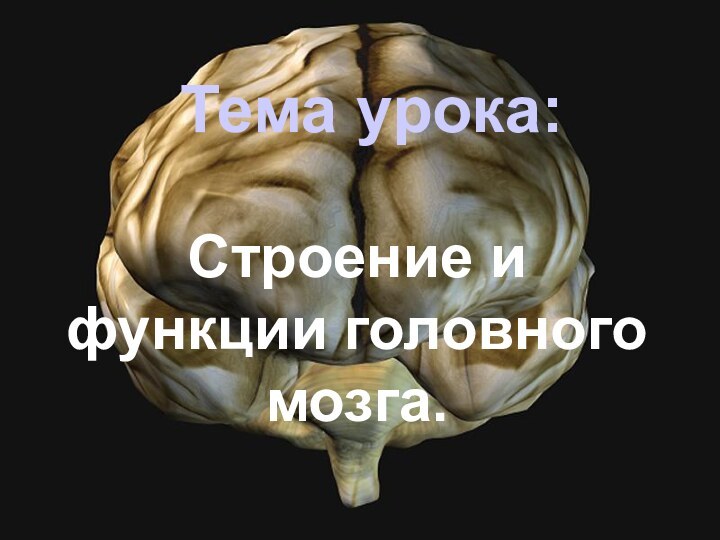 Тема урока:Строение и функции головного мозга.