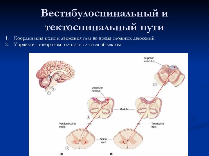 Вестибулоспинальный и тектоспинальный путиКоординация позы и движения глаз во время сложных движенийУправляет