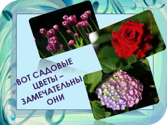 Вот садовые цветы — замечательны они