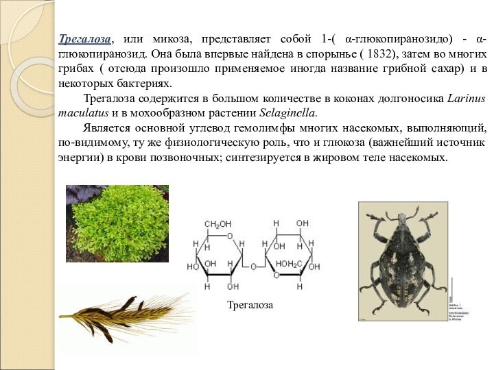 Трегалоза, или микоза, представляет собой 1-( α-глюкопиранозидо) - α-глюкопиранозид. Она была впервые
