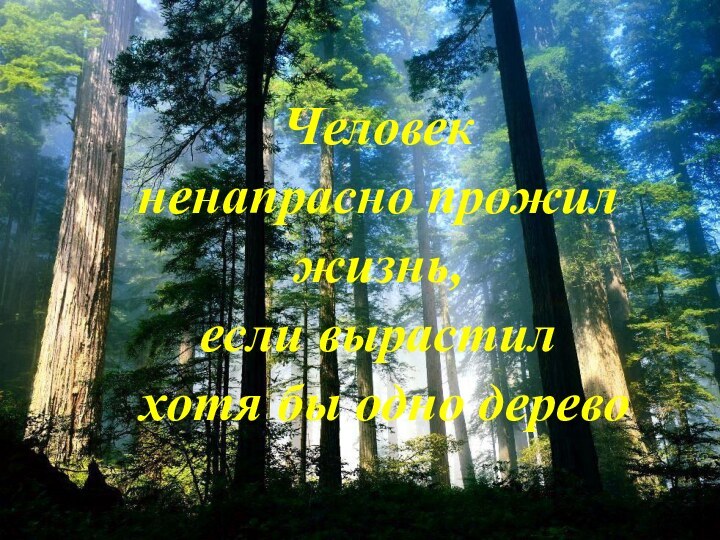 Человек ненапрасно прожилжизнь, если вырастил хотя бы одно дерево