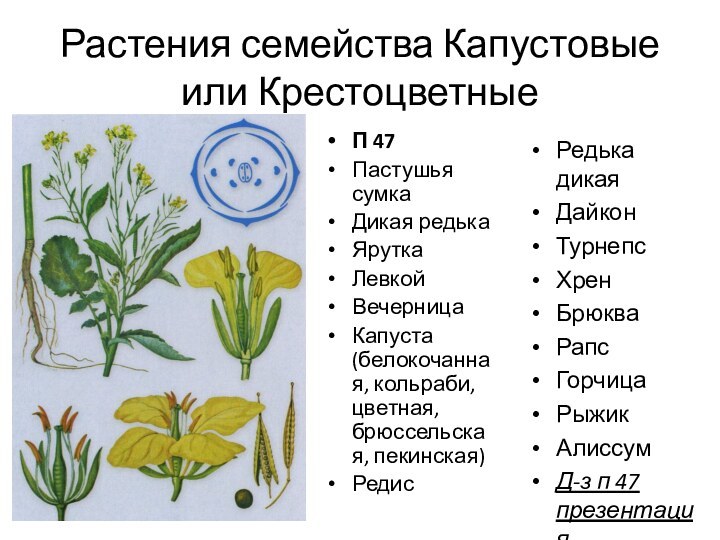 Растения семейства Капустовые  или КрестоцветныеП 47Пастушья сумкаДикая редькаЯруткаЛевкойВечерницаКапуста (белокочанная, кольраби, цветная,