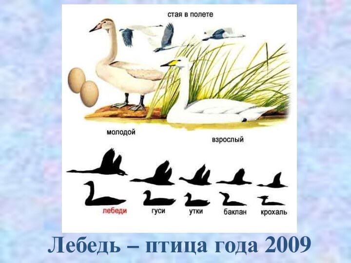 Лебедь – птица года 2009