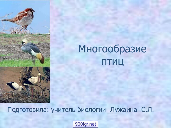 Многообразие  птицПодготовила: учитель биологии Лужаина С.Л.