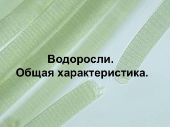 Водоросли. Общая характеристика