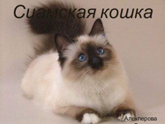 Сиамская кошка