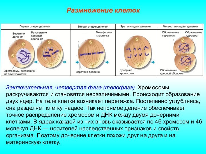 Размножение клетокЗаключительная, четвертая фаза (телофаза). Хромосомы раскручиваются и становятся неразличимыми. Происходит образование