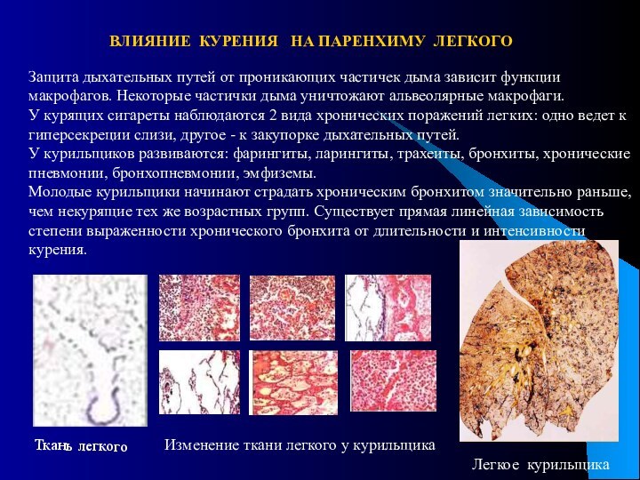 Защита дыхательных путей от проникающих частичек дыма зависит функции макрофагов. Некоторые частички