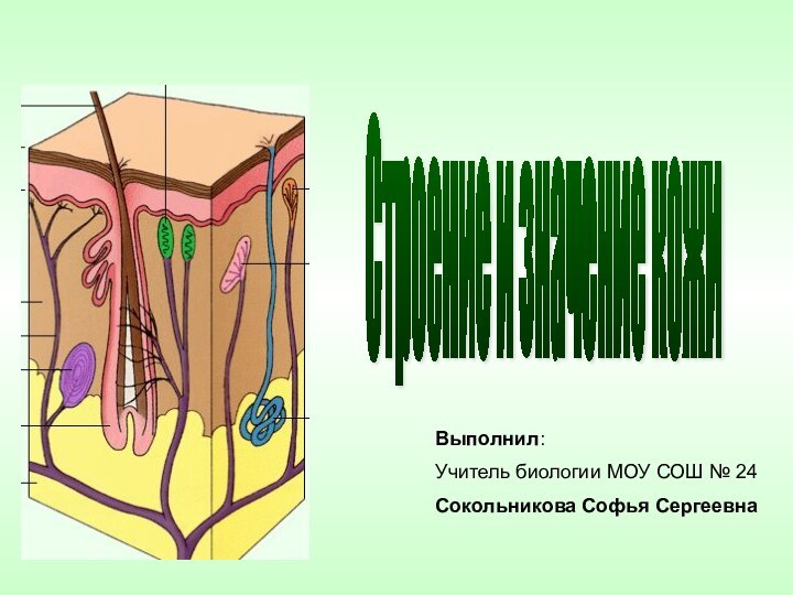 Строение и значение кожи Выполнил: Учитель биологии МОУ СОШ № 24Сокольникова Софья Сергеевна