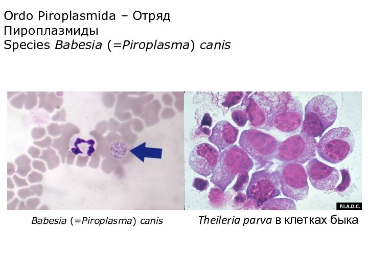 Ordo Piroplasmida – Отряд ПироплазмидыSpecies Babesia (=Piroplasma) canisBabesia (=Piroplasma) canisTheileria parva в клетках быка