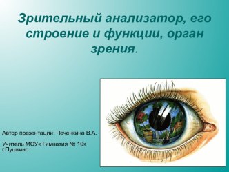 Зрительный анализатор, его строение и функции, орган зрения