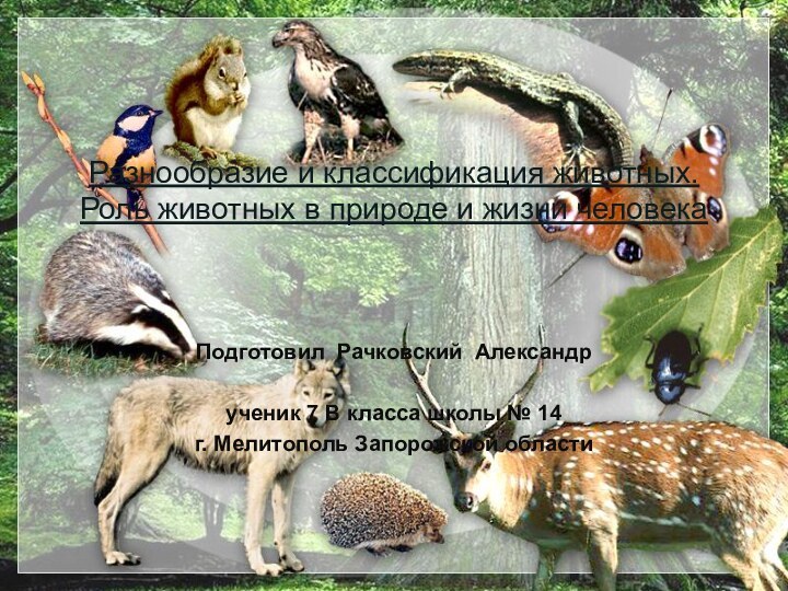 Разнообразие и классификация животных.Роль животных в природе и жизни человекаПодготовил Рачковский