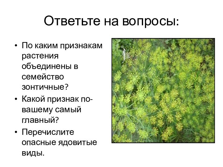 Ответьте на вопросы:По каким признакам растения объединены в семейство зонтичные?Какой признак по-вашему