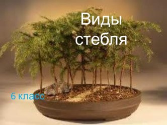 Виды стебля