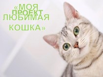 МОЯ ЛЮБИМАЯ КОШКА