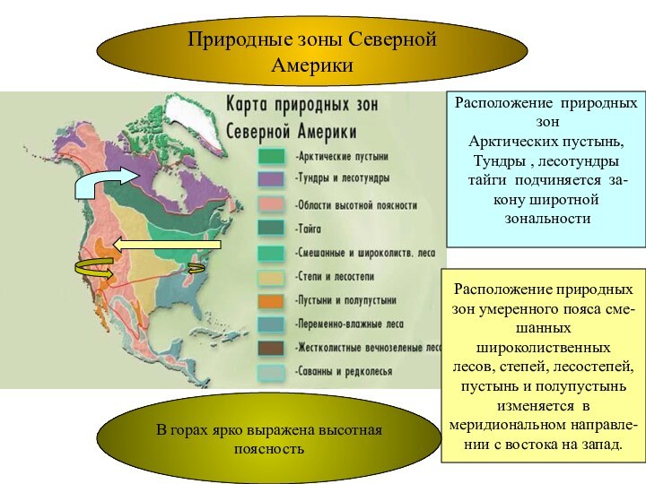 Природные зоны Северной АмерикиРасположение природных зонАрктических пустынь, Тундры , лесотундры тайги подчиняется