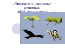 Питание и пищеварение животных