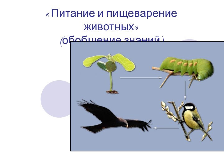 « Питание и пищеварение животных»(обобщение знаний)