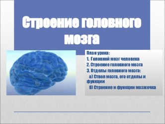 Строение головного мозга