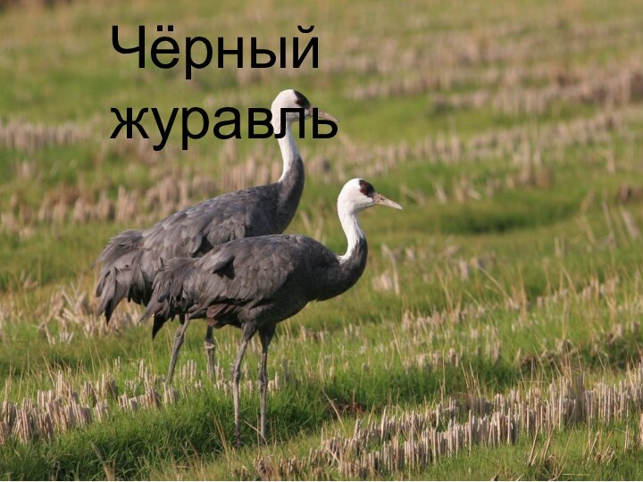 Чёрный журавль