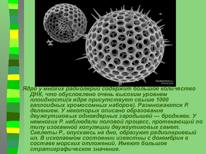 Ядро у многих радиолярий содержит большое количество ДНК, что обусловлено очень высоким