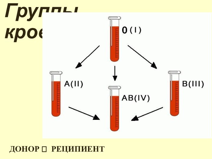 Группы кровиДОНОР ? РЕЦИПИЕНТ