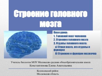 Строение головного мозга