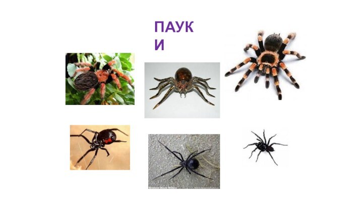 ПАУКИ