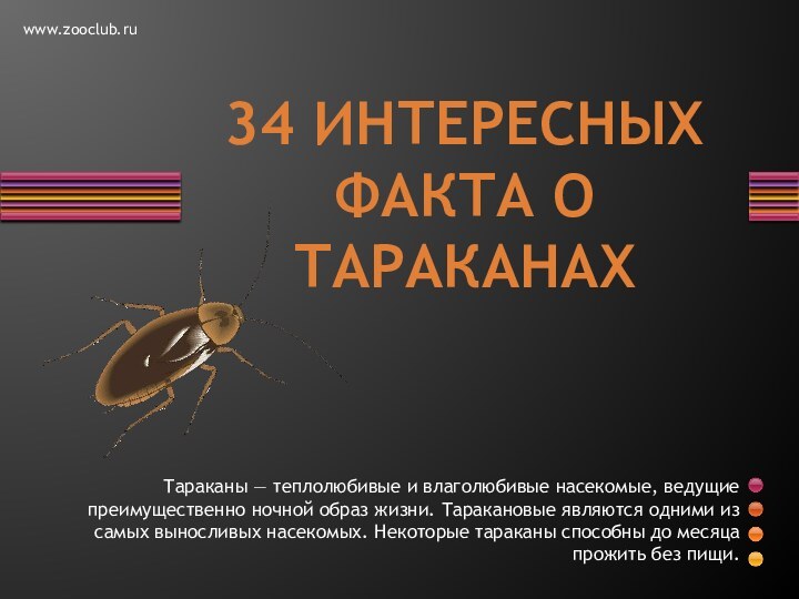 Тараканы — теплолюбивые и влаголюбивые насекомые, ведущие преимущественно ночной образ жизни. Таракановые