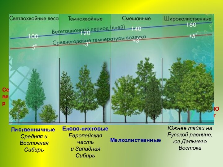 Елово-пихтовыеЕвропейская частьи Западная СибирьМелколиственныеЮжнее тайги на Русской равнине, юг Дальнего ВостокаЛиственничные Средняя и Восточная СибирьСеверЮг