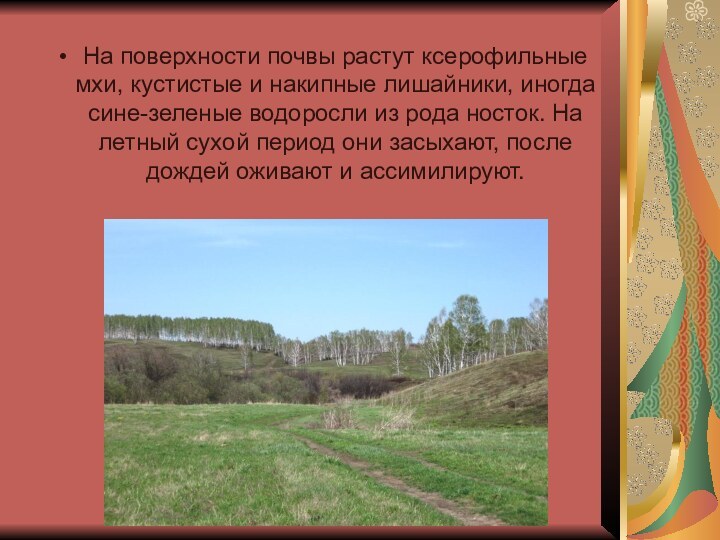 На поверхности почвы растут ксерофильные мхи, кустистые и накипные лишайники, иногда сине-зеленые