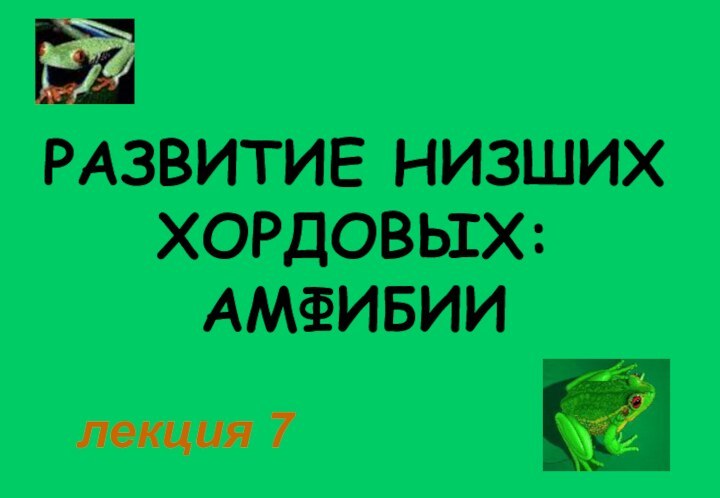 РАЗВИТИЕ НИЗШИХ ХОРДОВЫХ: АМФИБИИлекция 7