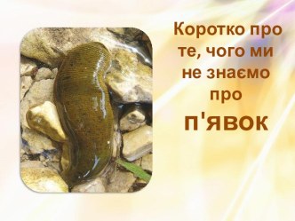 Коротко про те, чого ми не знаємо про п'явок