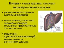 Печень - самая крупная железа пищеварительной системы